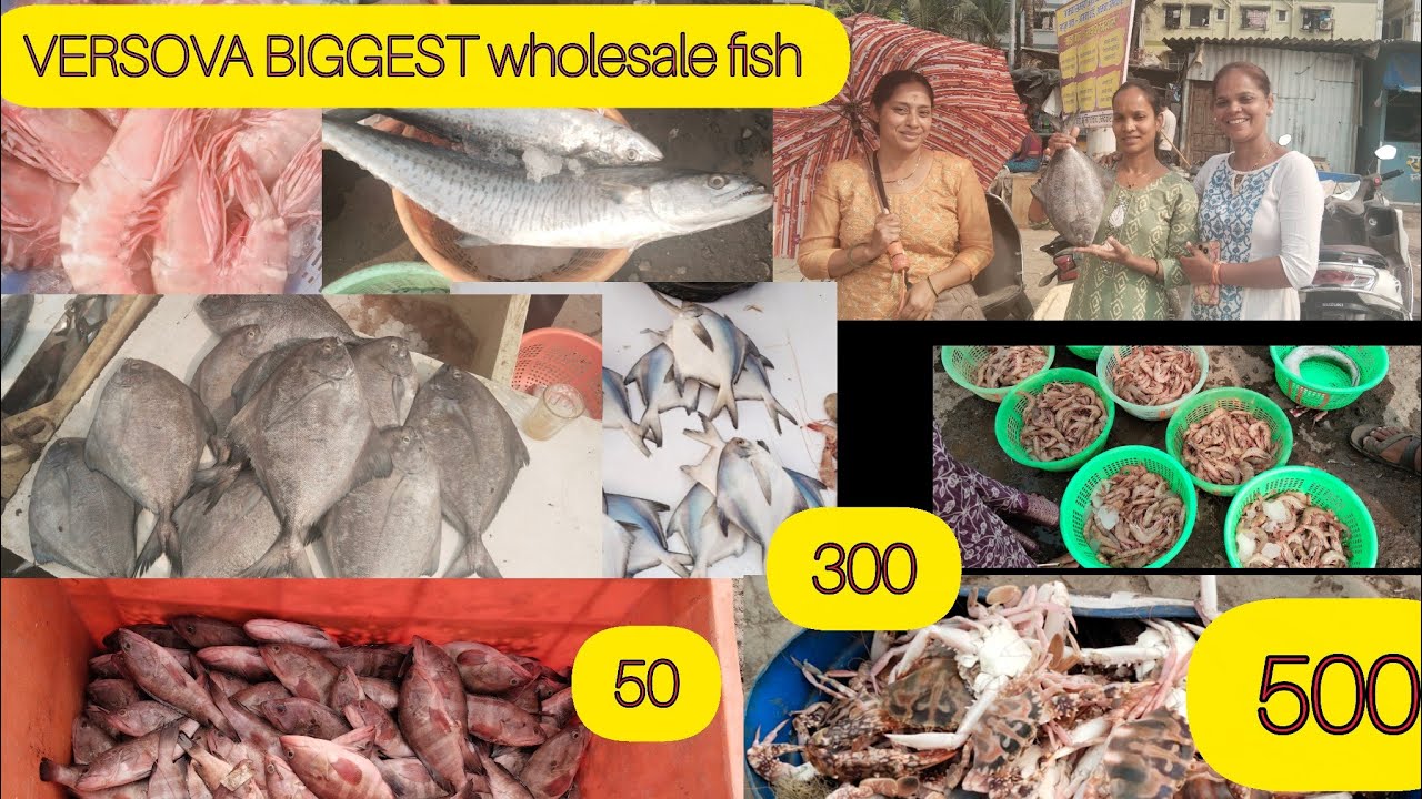 मुंबई का सबसे सस्ता Fish Market | Wholesale fish market In Versova Big Fish Market In Mumbai Versova