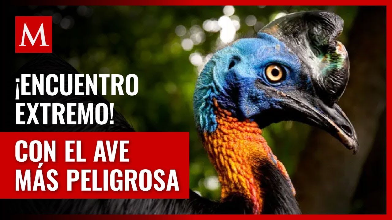 El Casuario: Encuentro &eacute;pico con el ave m&aacute;s peligrosa del mundo