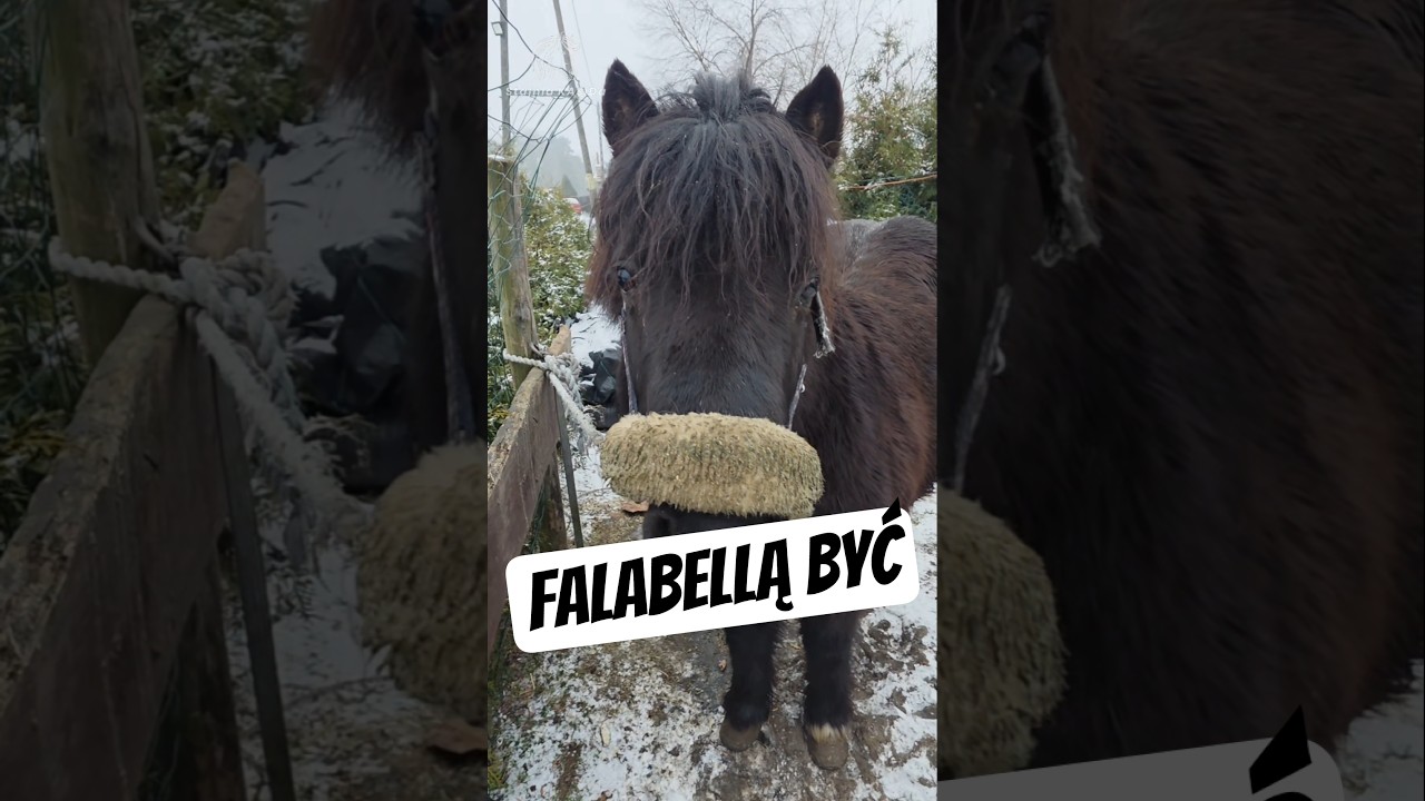 Kto kocha te małe krasnalki? 😊 #funnyhorses #pony #jazdakonna #falabella #ponylovers