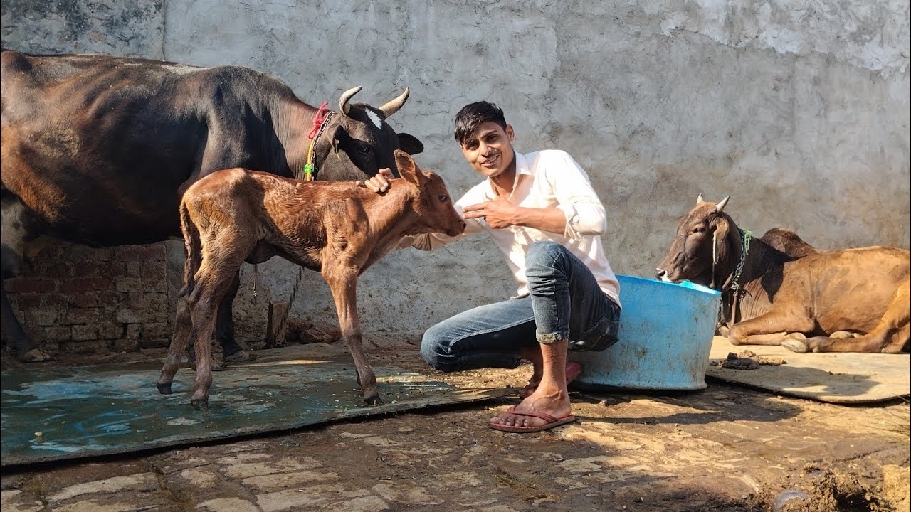 New cow baby born my home ❤!!! Vlog 😍