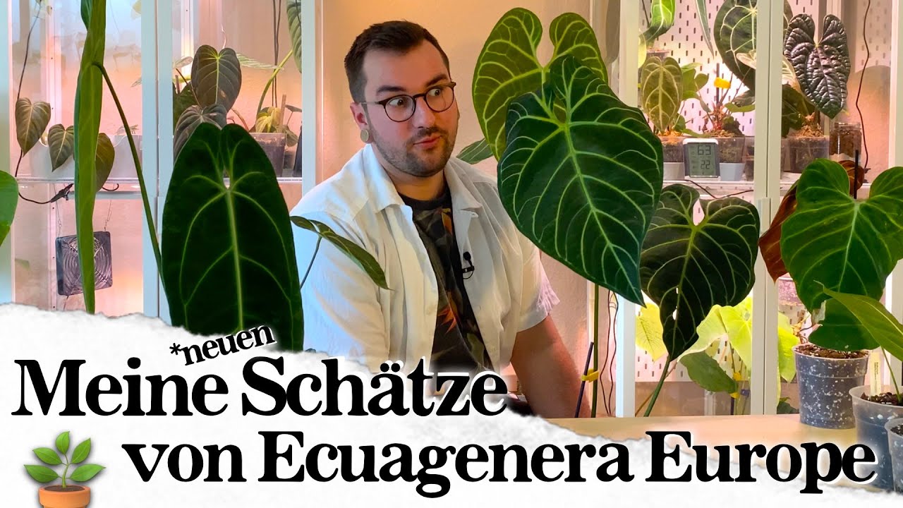 Diese Pflanzen habe ich bei Ecuagenera Europe gekauft! 🤩