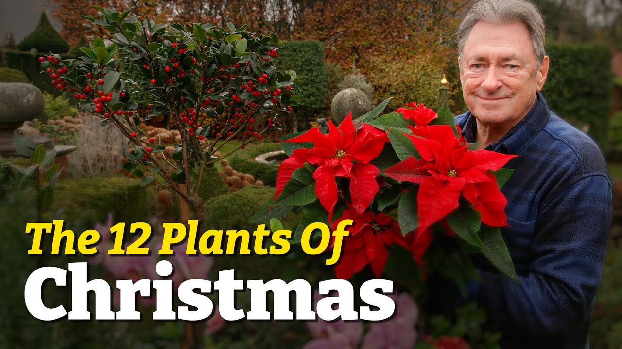 The Most Iconic Plants of Christmas 🌿 | My 12 Festive Favourites