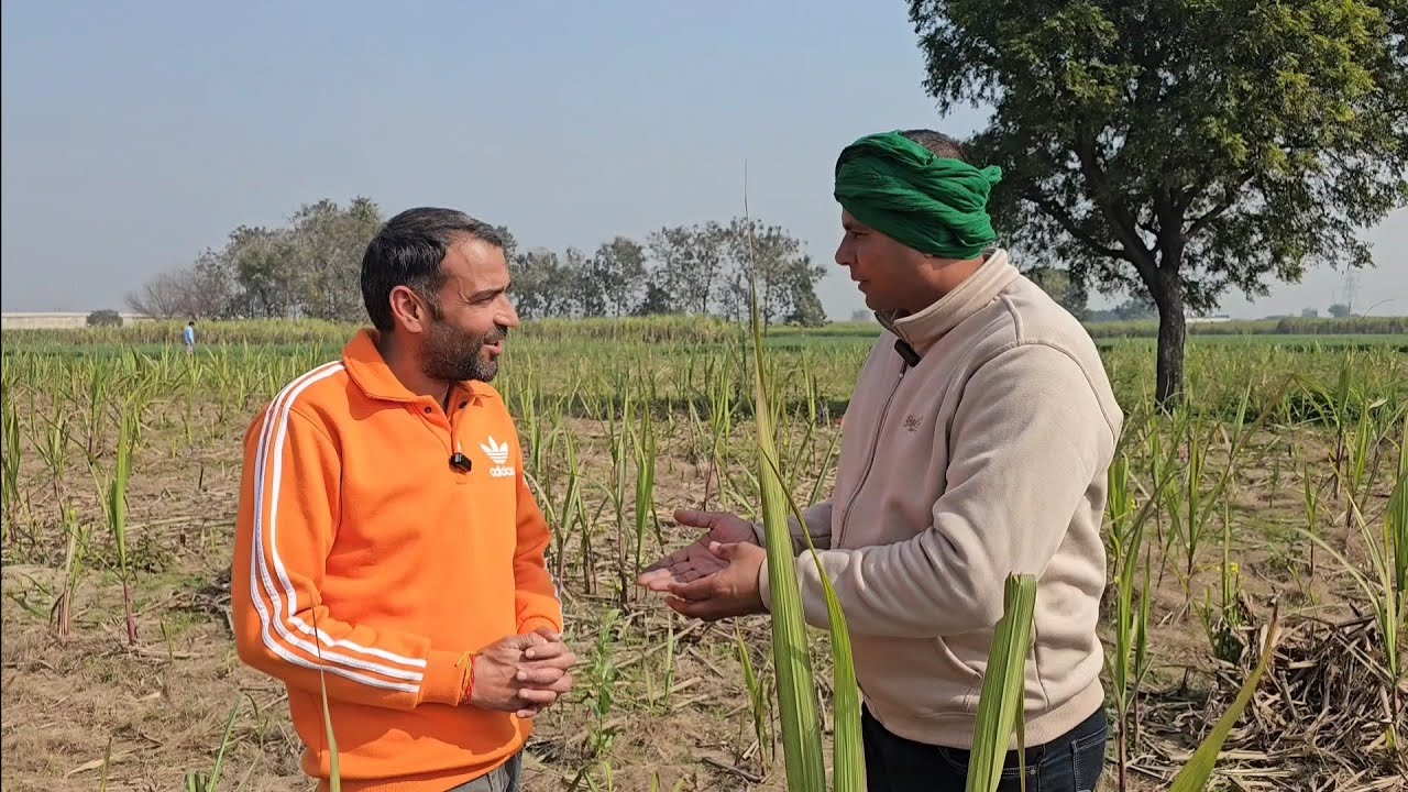 गन्ना किसानों के लिए आ गया बिना वाइब्रेशन सेंटर, रोटरी पावर वीडर गन्ने पर मिट्टी भी चढ़ेगी शानदार
