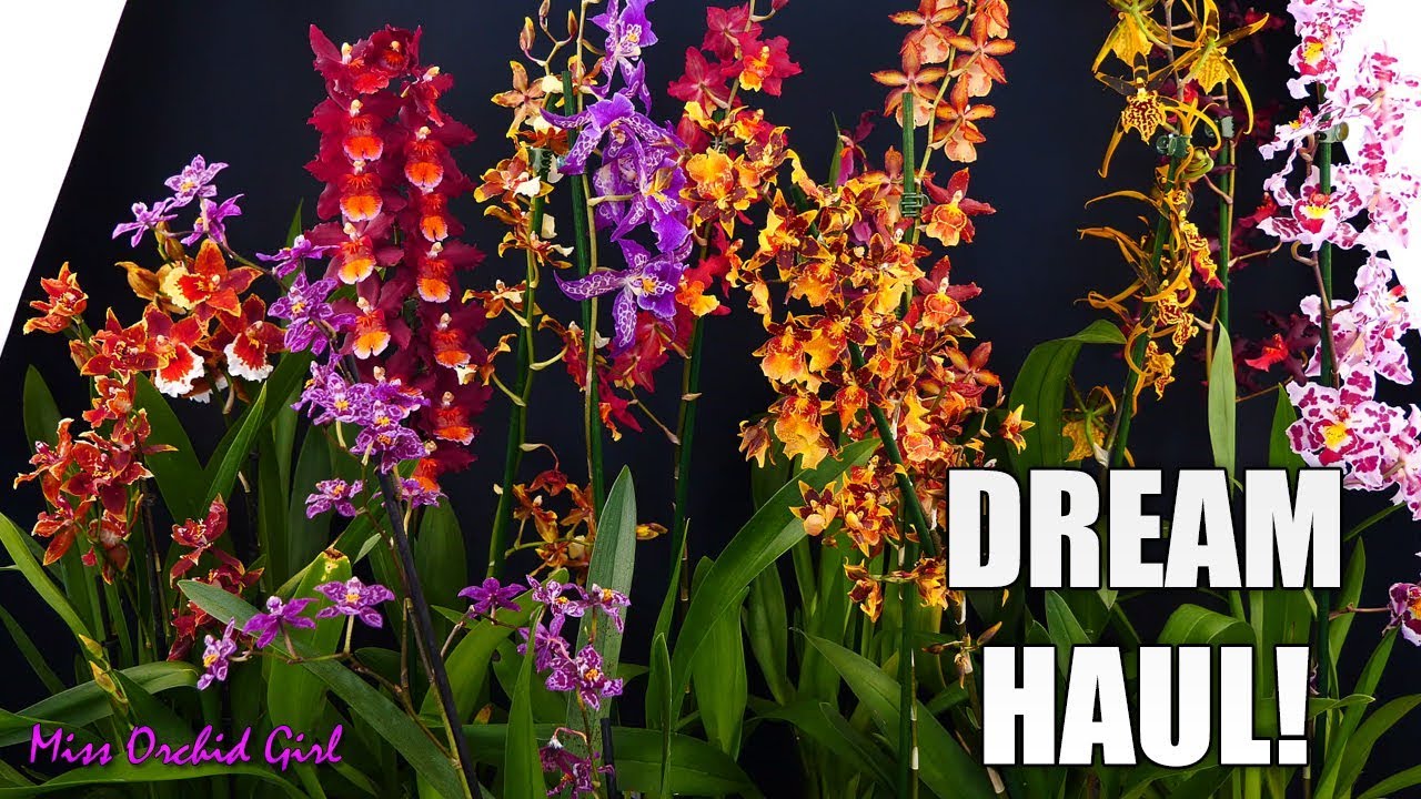 Dream Orchid Haul! - Rare Oncidium intergenerics!