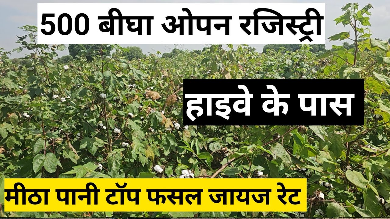 500 बीघा ओपन रजिस्ट्री जमीन हाईवे के पास मीठा पानी टॉप फसल जायज रेट जिला बीकानेर। 