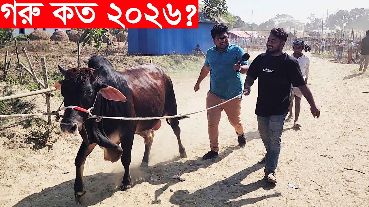ভাই গরুর দাম কত ২০২৬? বাইশমৌজা হাট থেকে বিক্রিত গরু মহিষের দাম জানুন Gorur dam koto 2026