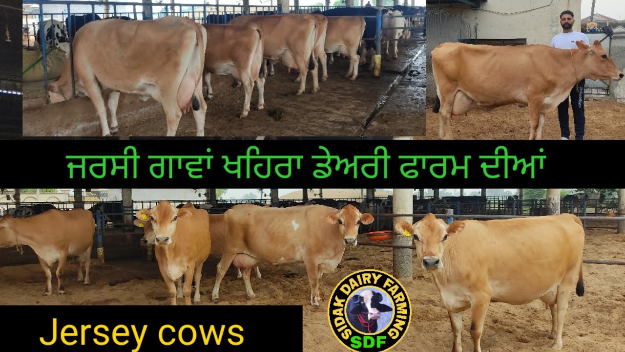 Jersey cows at khaira Dairy Farm, ਖਹਿਰਾ ਡੇਅਰੀ ਫਾਰਮ ਕਪੂਰਥਲਾ