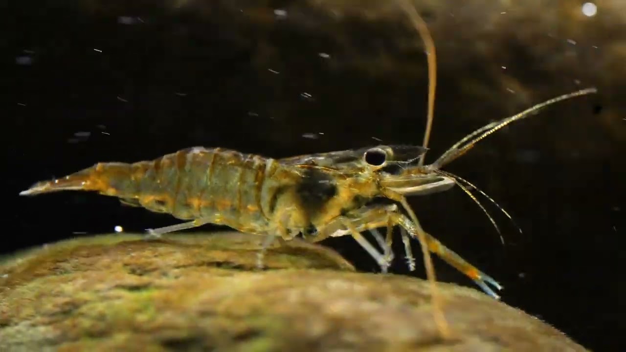 #BADC2022 / Riffles of Huang Rou Creek, Nantou, Taiwan, 220 L