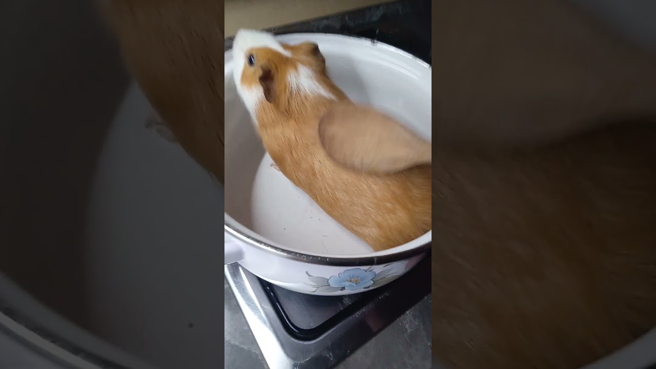 Sranda mus&iacute; b&yacute;t 😁 #guineapig #shorts #funny #chovatel #zoo #morce #morcata #sranda
