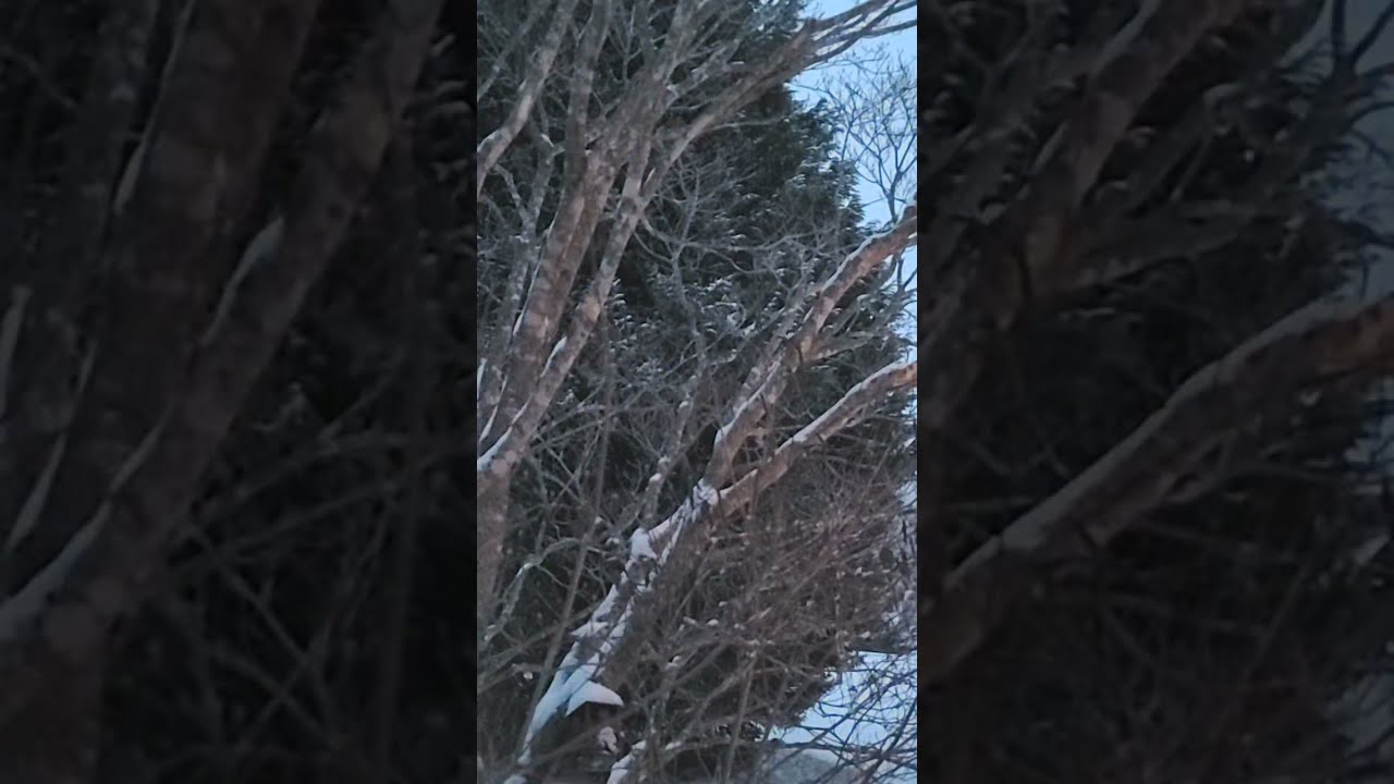 Jim's Camera on Music is live! Snow Day!