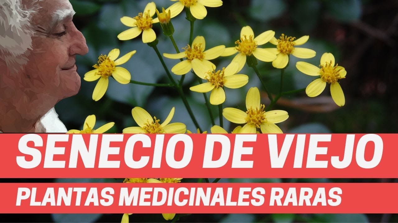 SENECIO ANGULATUS. La planta medicinal con cabeza de anciano. Poderosa y tóxica. Plantas medicinales