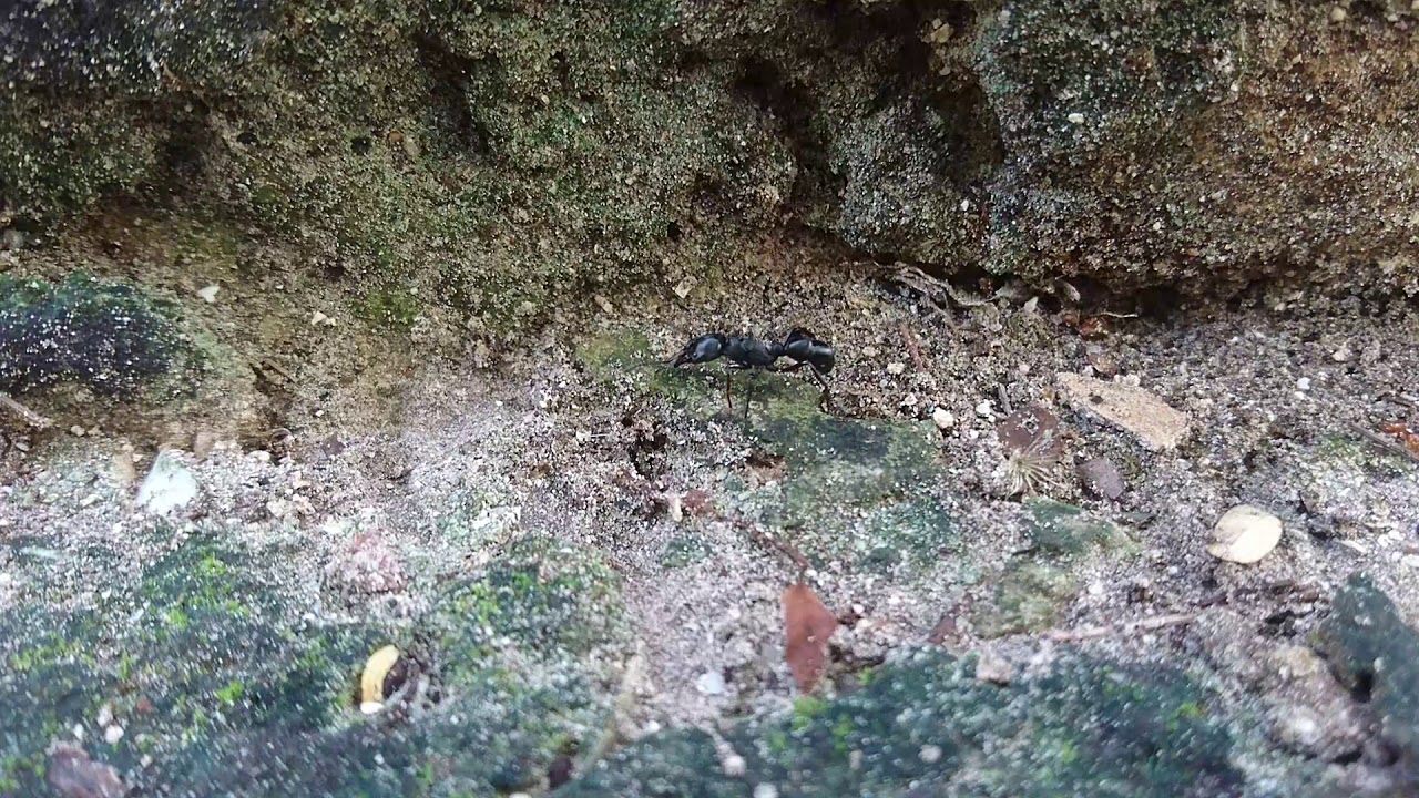 The mighty Ponerinae - Plectroctena sp.
