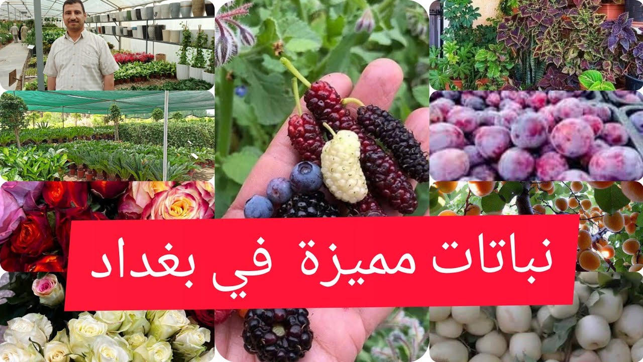 جولة في مشتل السلسبيل العراق 🇮🇶 بغداد