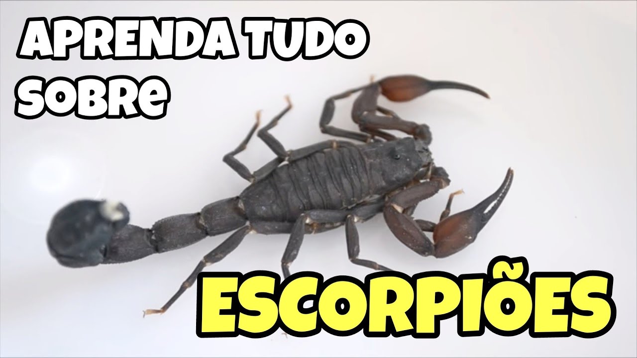 ESCORPIÕES | TUDO QUE VOCÊ PRECISA SABER!
