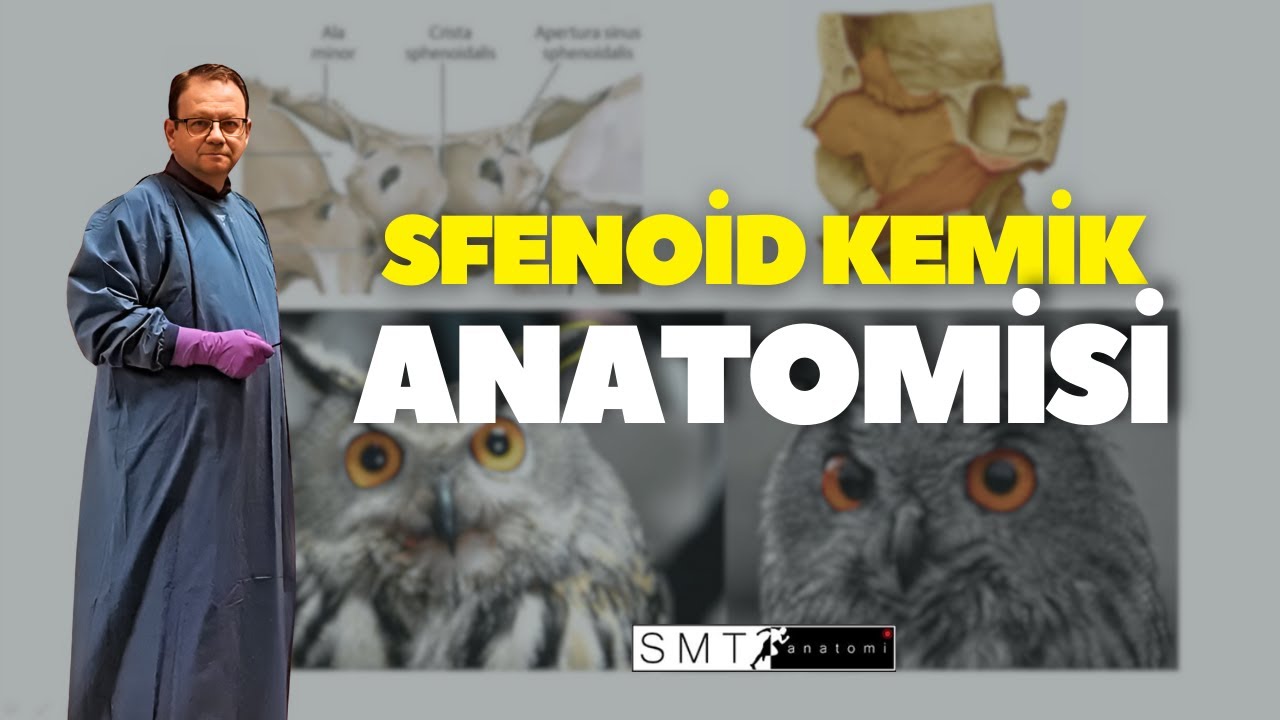 Sfenoid Anatomisi