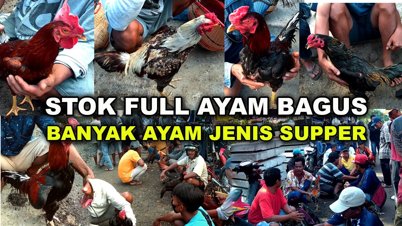 Pasar Ayam Hari Sabtu Pasar Ayam Bangkok Madura Rame Full Ayam Bagus Banyak Pilihan Ayam Jenis