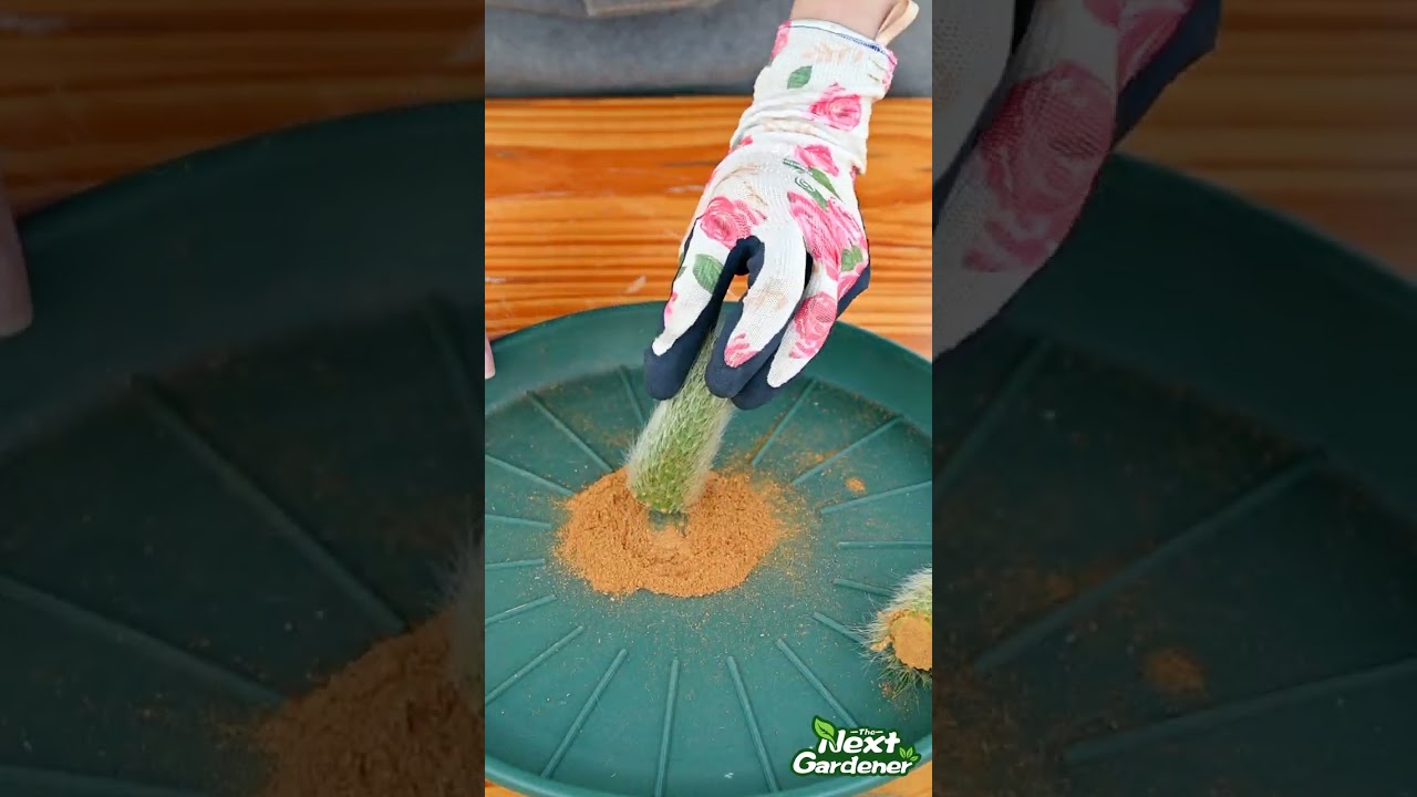 How to Propagate Monkey Tail Cacti