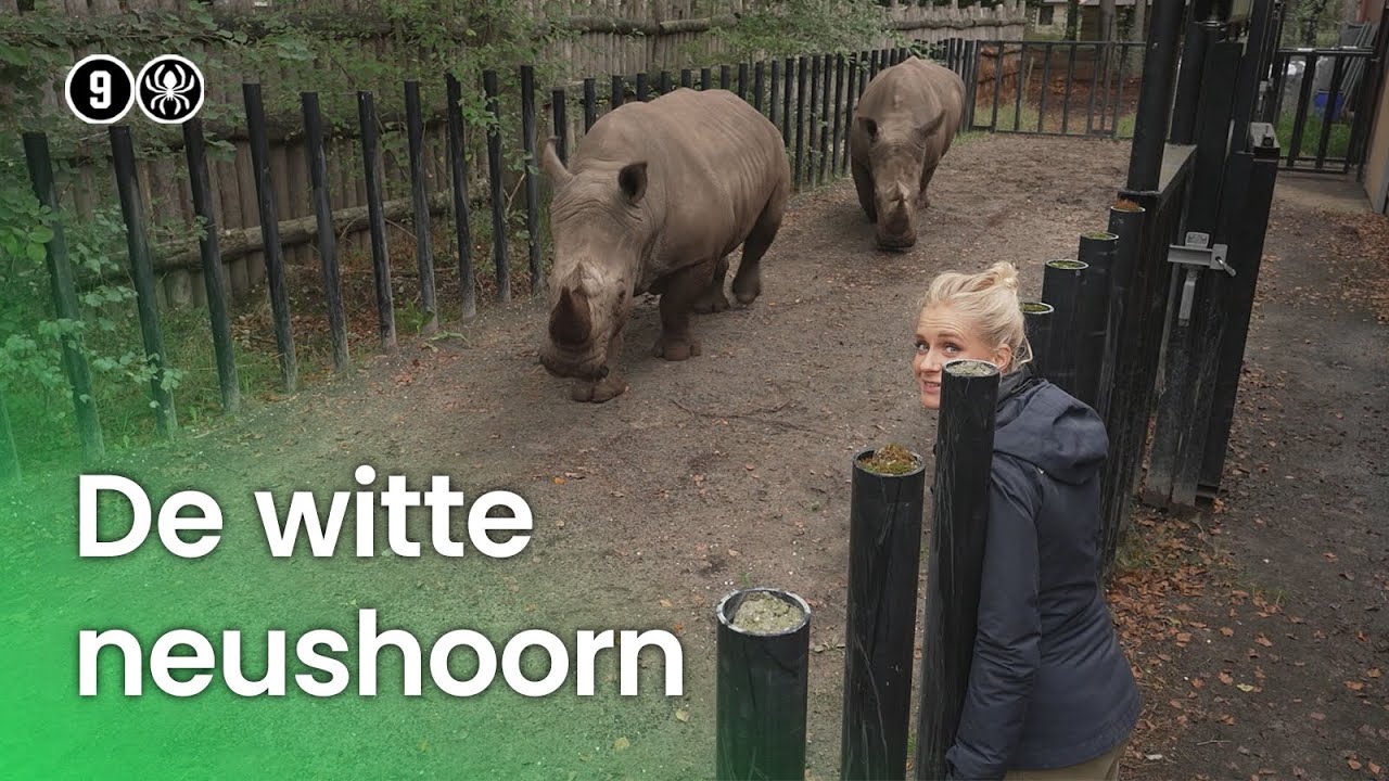 De witte neushoorn
