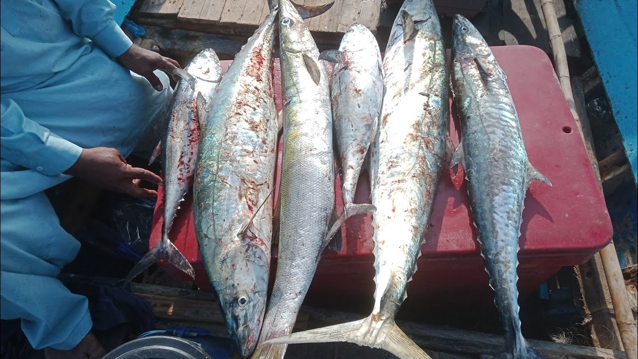 Trolling Trip in Hayat & DKP