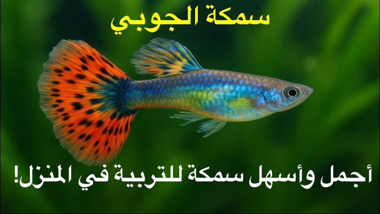  سمكة الجوبي 🐠 | أجمل وأسهل سمكة للتربية في المنزل! 🌈✨