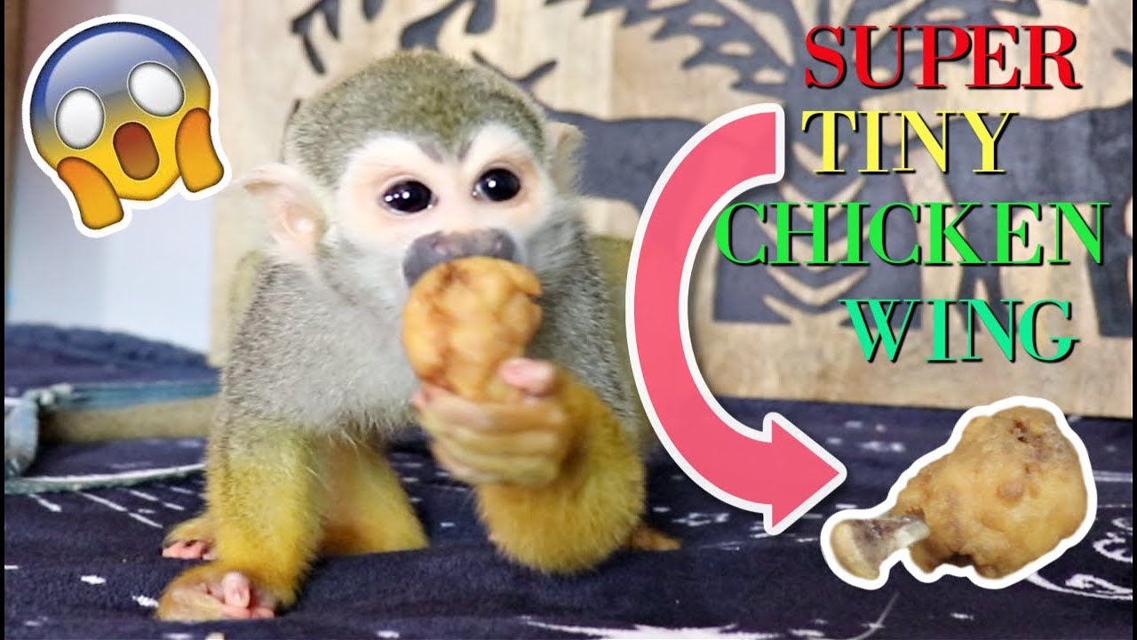 Little Baby Monkey oLLie LOVES his Tiny Chicken Wing! #chicken #Yummy