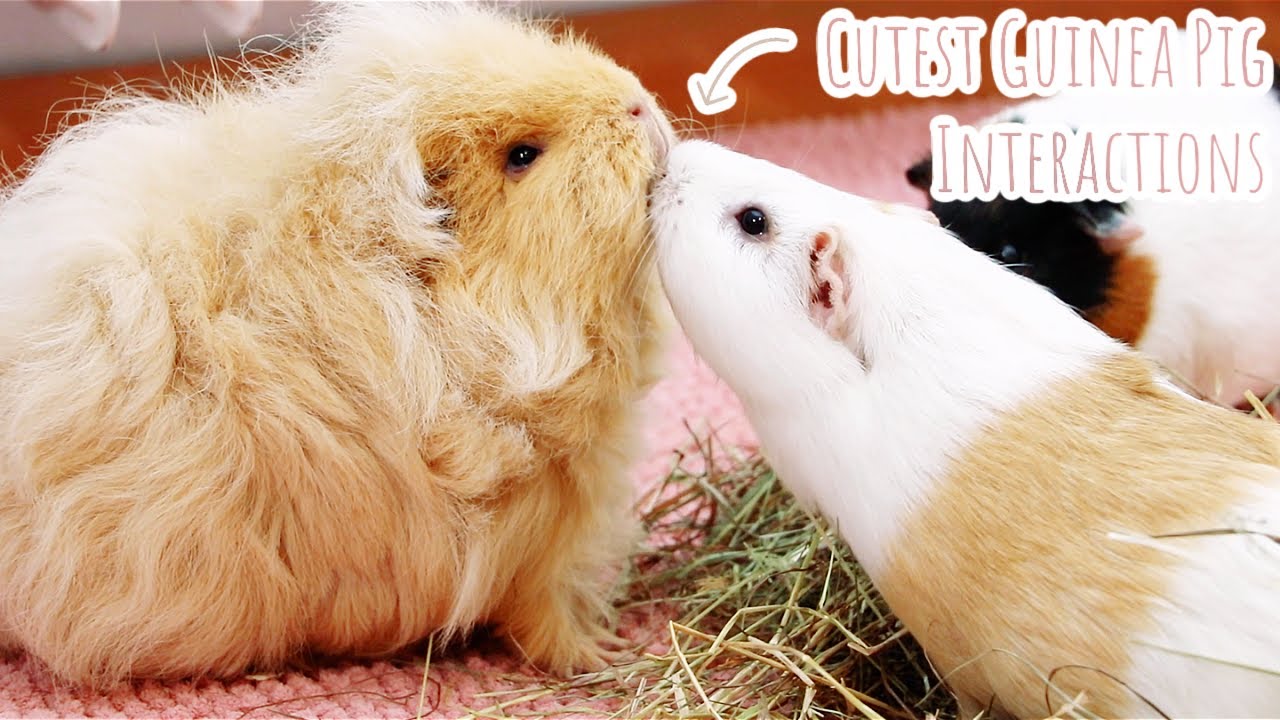 The CUTEST Guinea Pig Interactions
