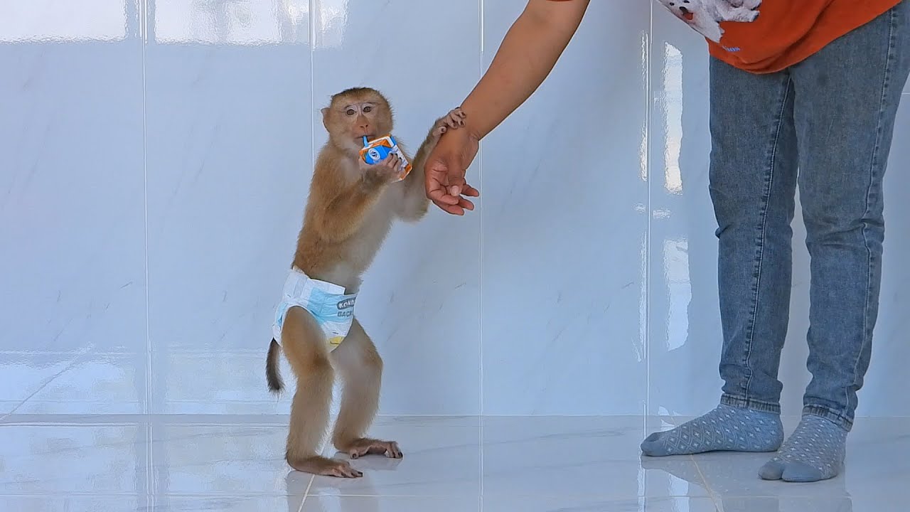 Adorable OLLY Walking Drink Favorite Milk