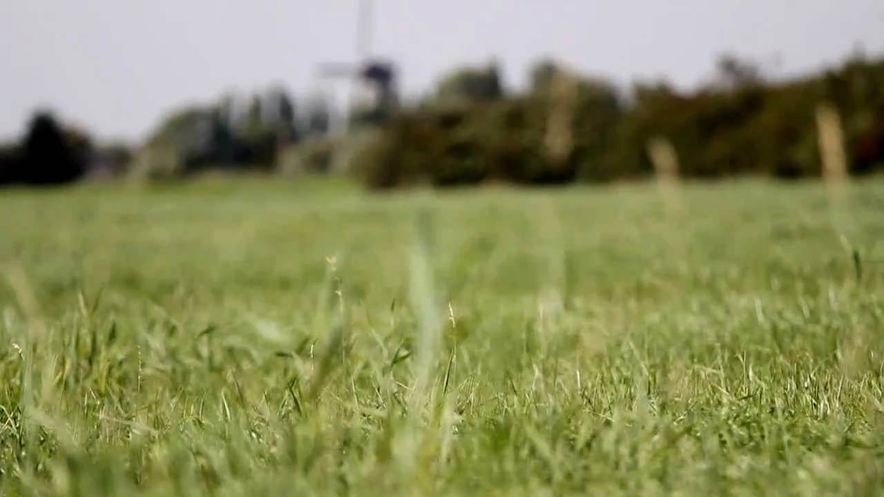 Polder of Zuidland