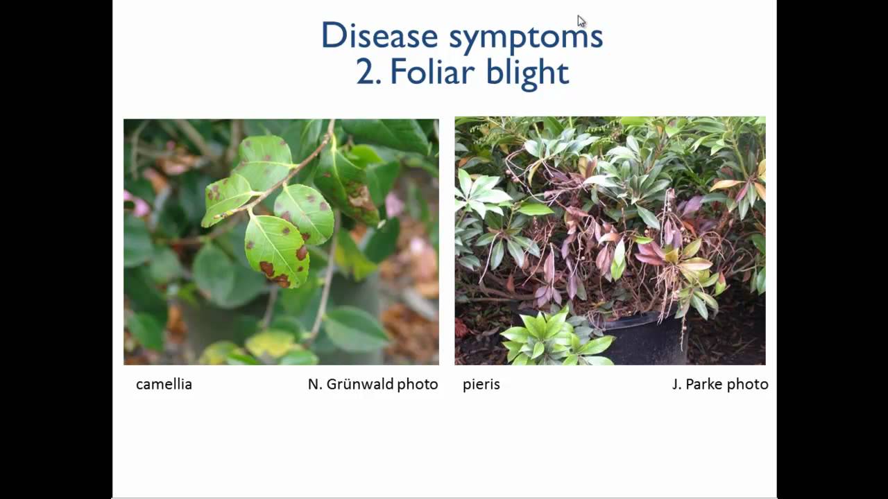 1 Introduction to Phytophthora