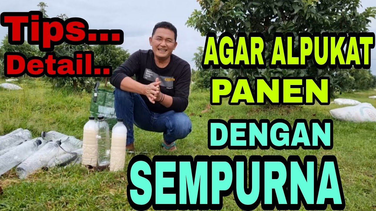 Simak..Tips, PANEN ALPUKAT DENGAN SEMPURNA