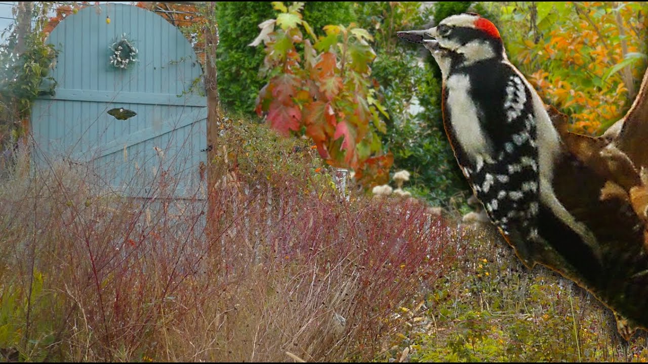 Fall Wildlife Gardening Do's and Don'ts
