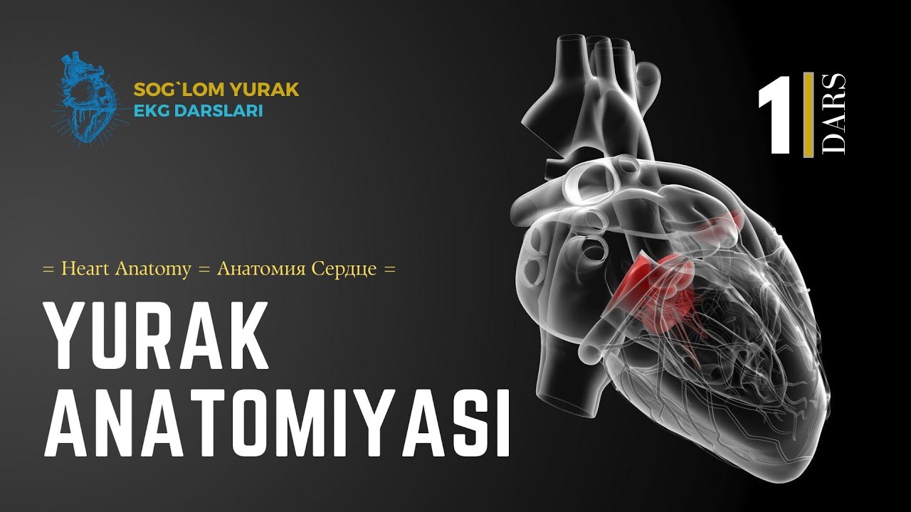 = Yurak Anatomiyasi 1-qism = Heart Anatomy = Анатомия Сердце =