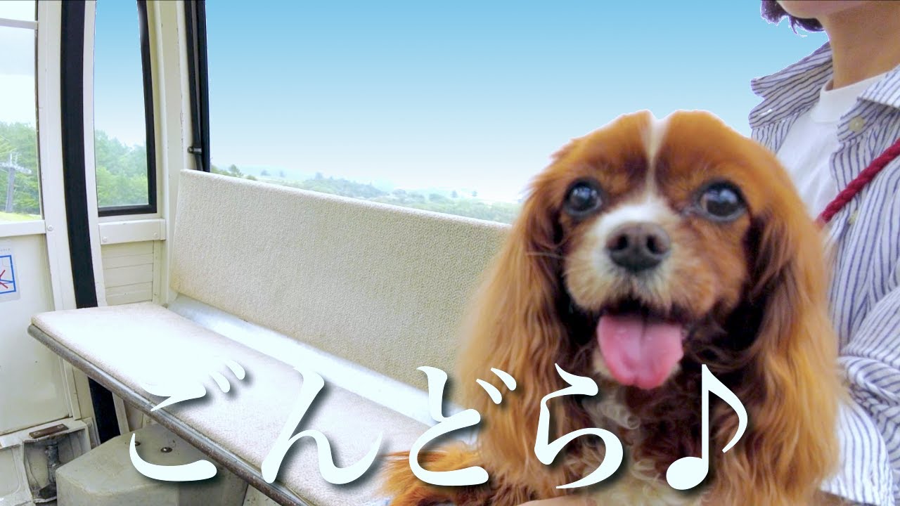 【愛犬とゴンドラ🚡】ドッグランもあるマウントジーンズ那須の山頂が最高すぎたw｜キャバリア｜わんこと泊まれる宿