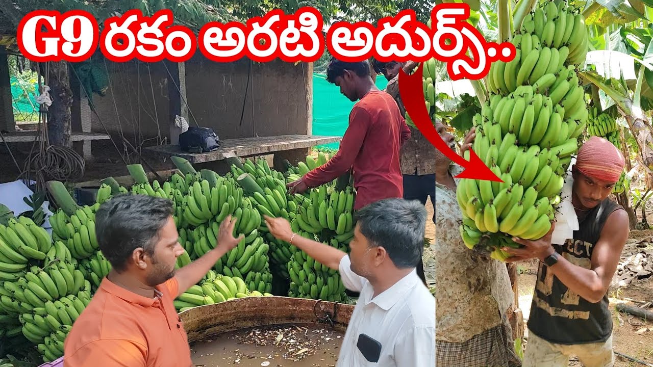 G9 రకం అరటి పండు సాగు#trending #viralvideo #banana #agriculture #andhrapradesh #telangana #chittoor 