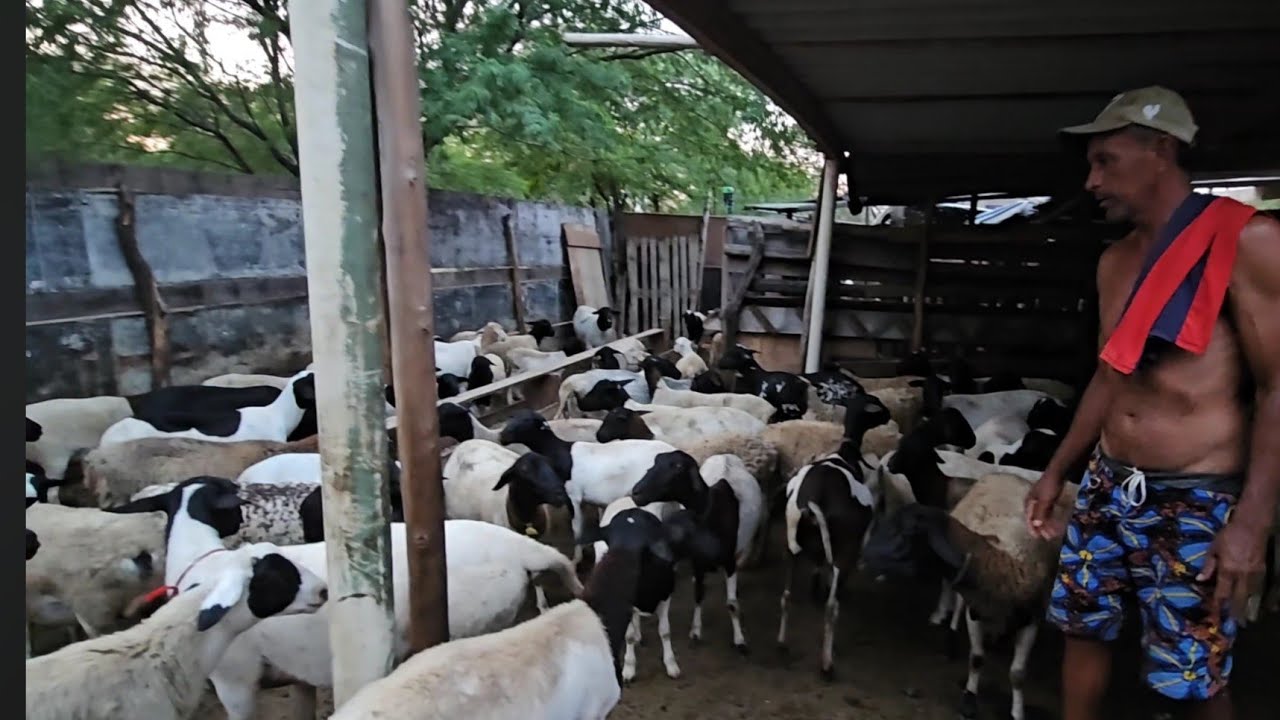 APROXIMADAMENTE 200 OVELHAS DORPER a venda a partir de 290 REAIS em Sta.C.C-PE