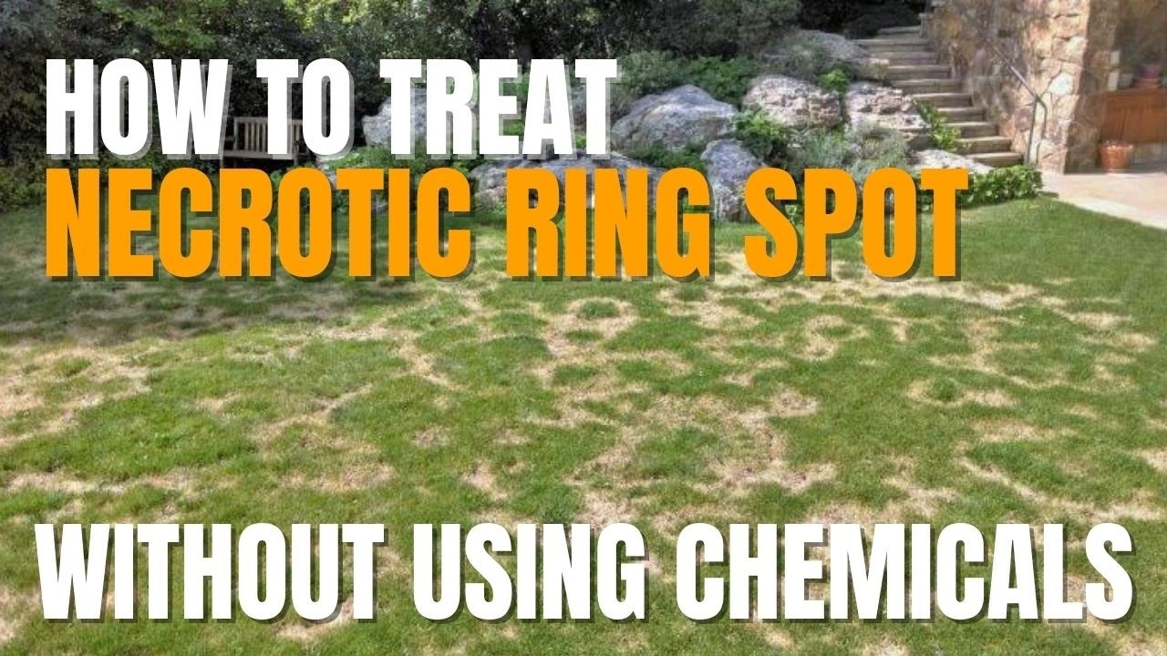Necrotic Ring Spot Fungus in Lawns – How to Stop It Forever!