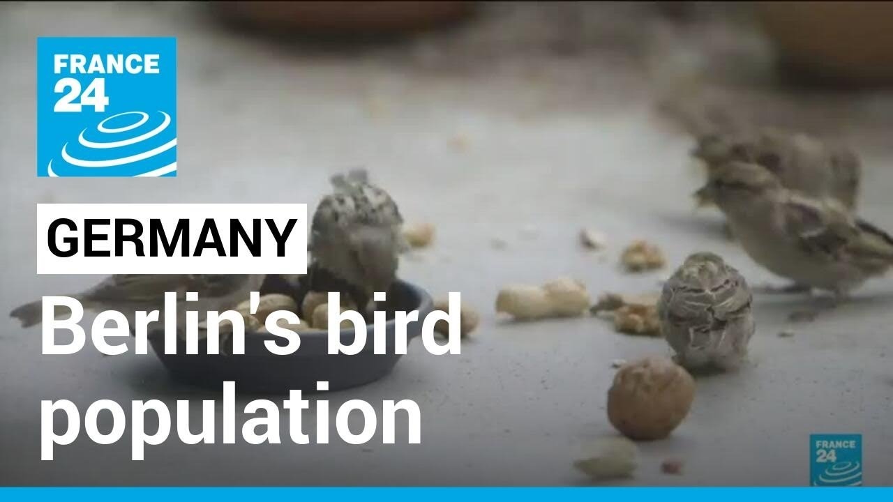 Germany: Berlin, a bird's paradise ? • FRANCE 24 English