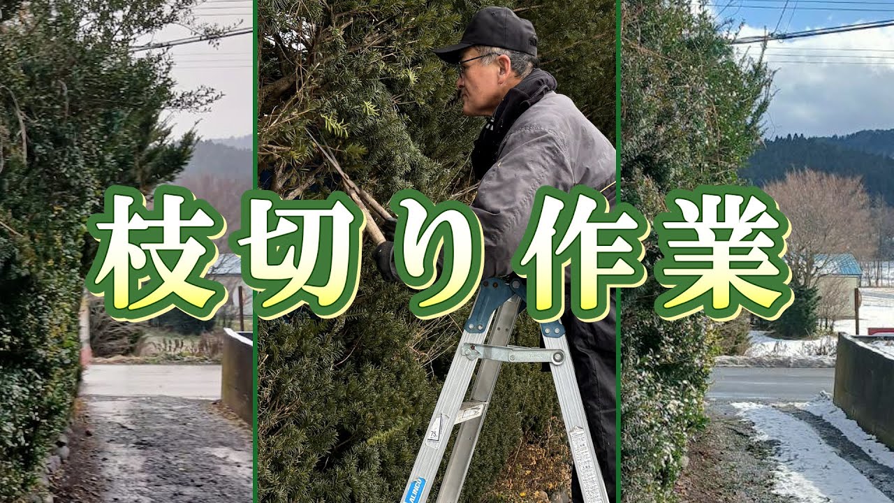【便利屋大村さん】枝切り作業のご紹介
