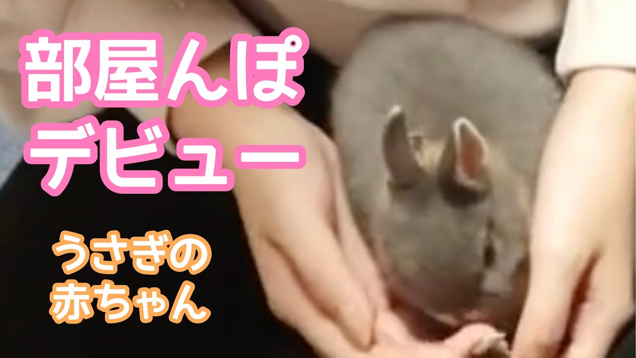うさぎの赤ちゃん 部屋んぽデビュー 生後54日 ネザーランドドワーフ
