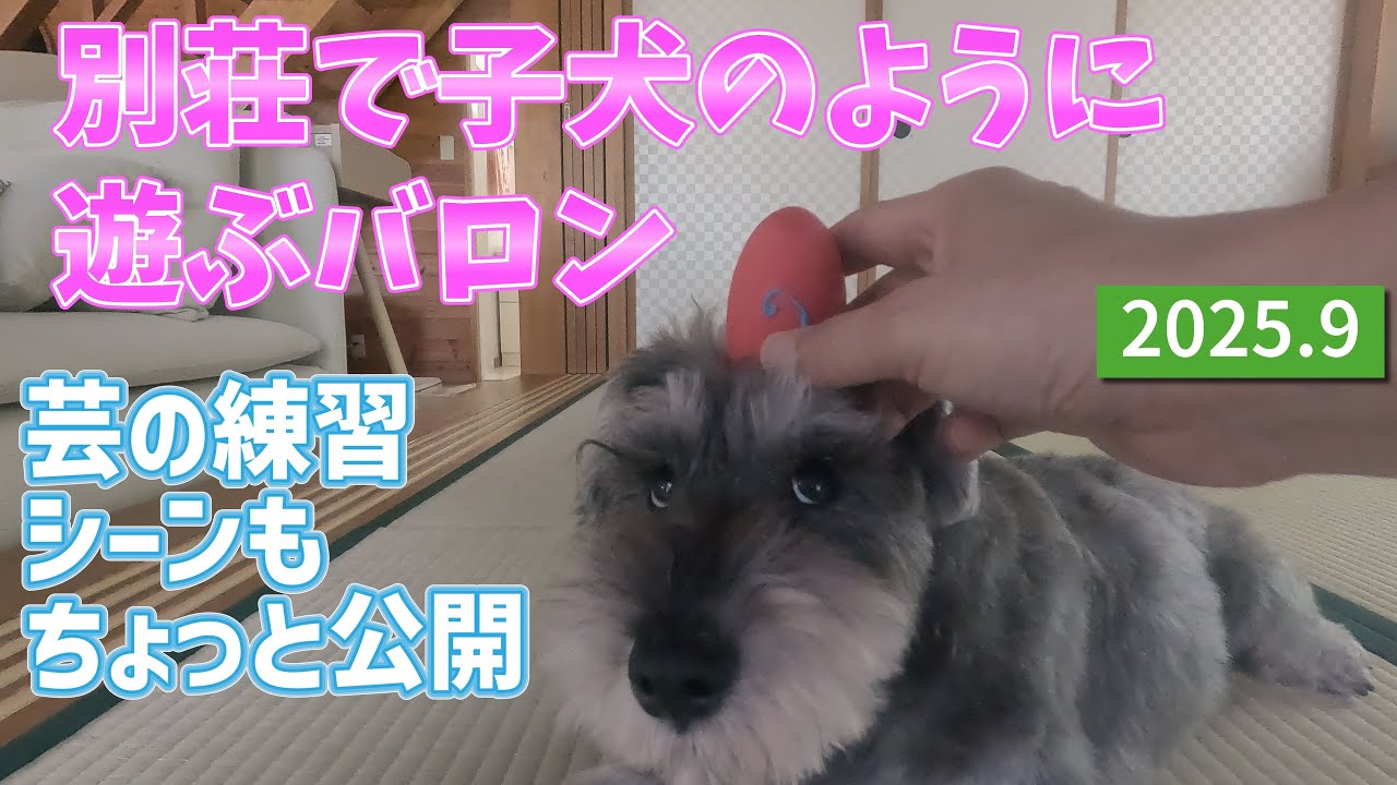 バロン、八ヶ岳別荘でのおもちゃ遊び、芸の練習