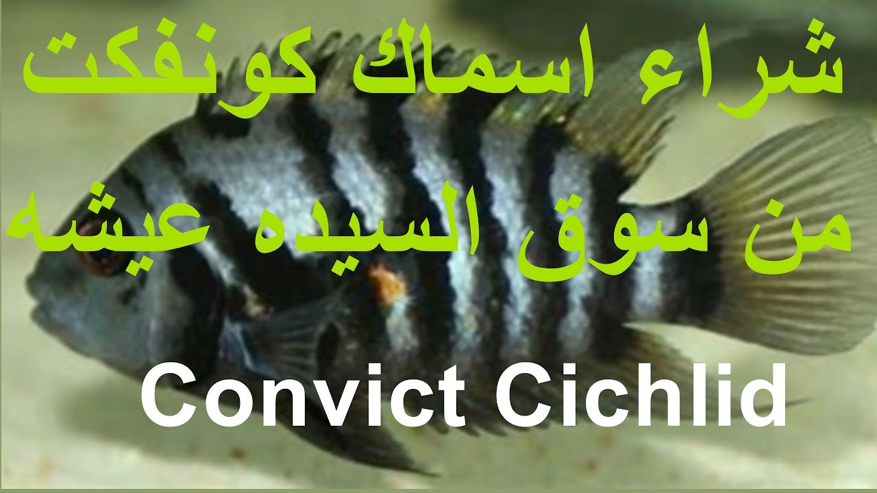 شراء اسماك كونفكت من سوق السيده عيشه