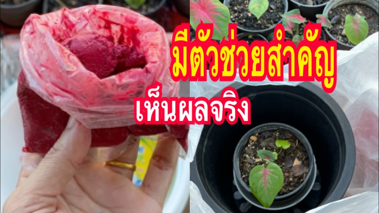 ตะลึงแชร์!!พบแล้ววิธีสุดง่ายบอนสีแตกหลอดได้เร็วมากใบใหญ่กว่าเดิมสีสดเข้มสวยเกินคาด100%แม่ก้อยพาทำ