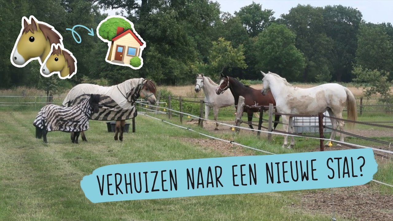 6 TIPS voor het VERHUIZEN van STAL | #17 | HorseFitShop