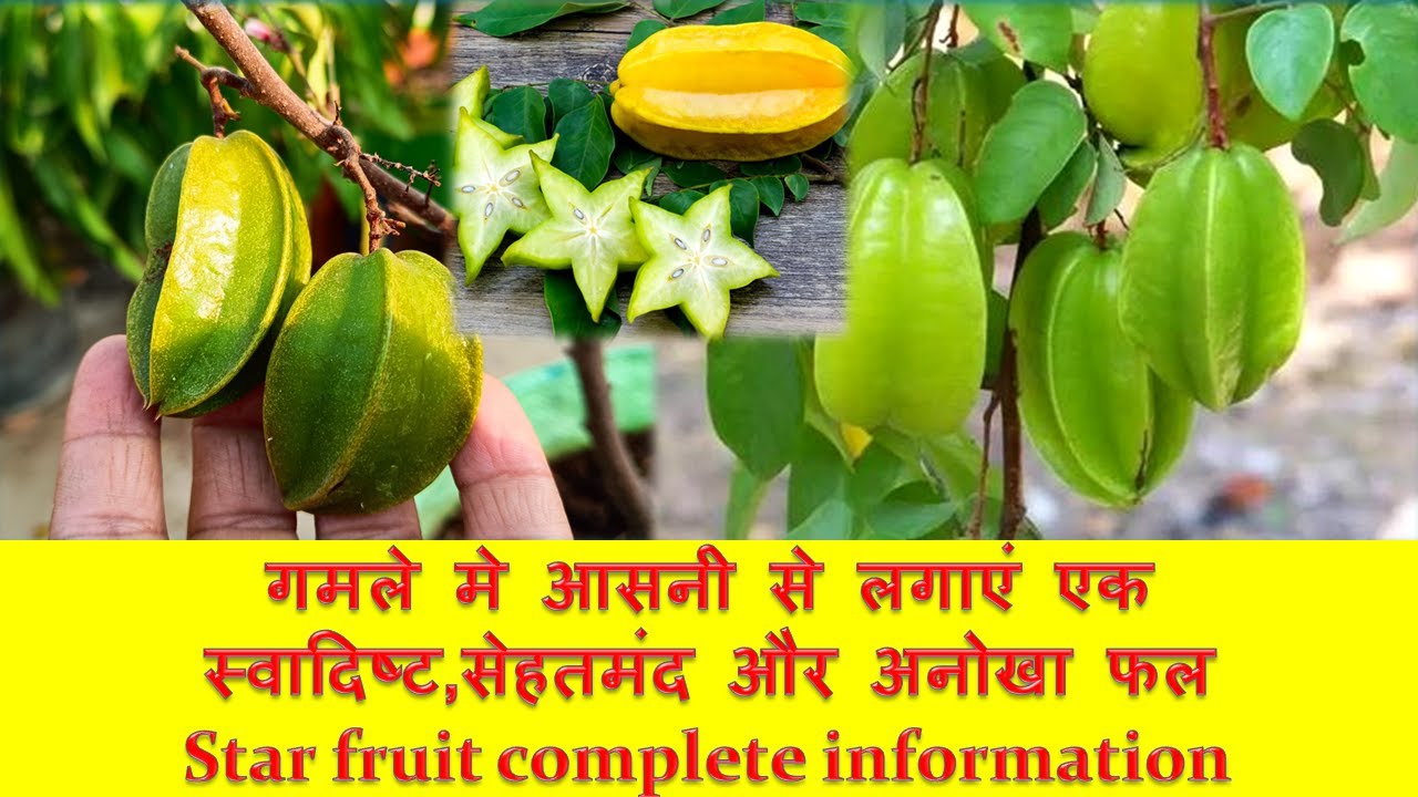 How to grow Star fruit in pot, Carambola,Kamrakh in container, Growing and care tips of Star fruit