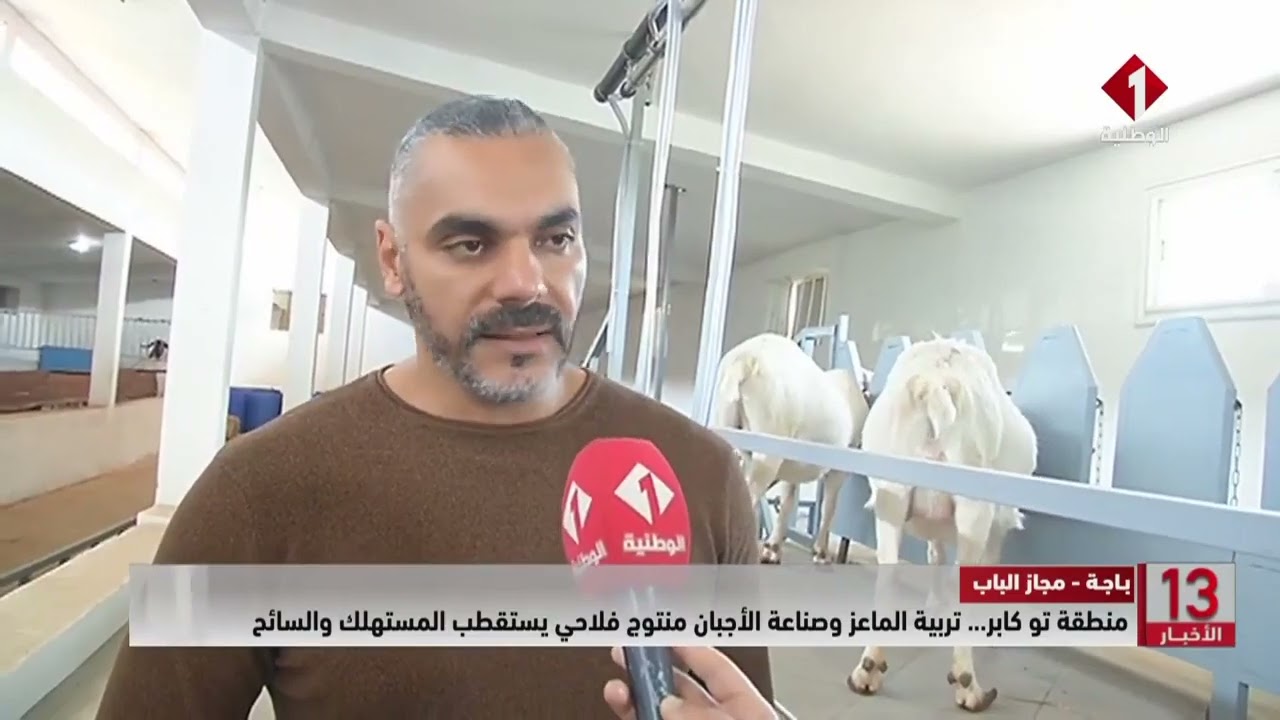 باجة - مجاز الباب| منطقة تو كابر.... تربية الماعز وصناعة الأجبان منتوج فلاحي يستقطب المستهلك والسائح