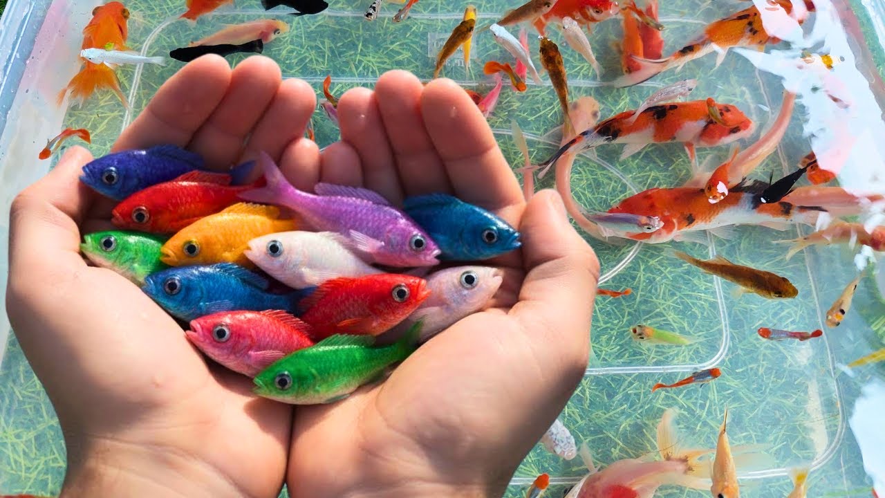 Catch beautiful aquarium fish in small pond goldfish, platy fish, glass fish, koi, eel, baby turtles