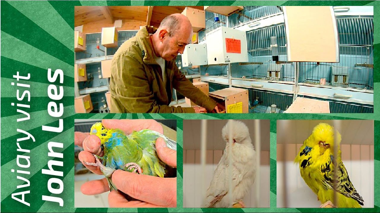 HALF SIDER budgie BREEDING PAIRS 😱periquitos de postura John Lees |United Kingdom|  [🌍Budgie Planet]
