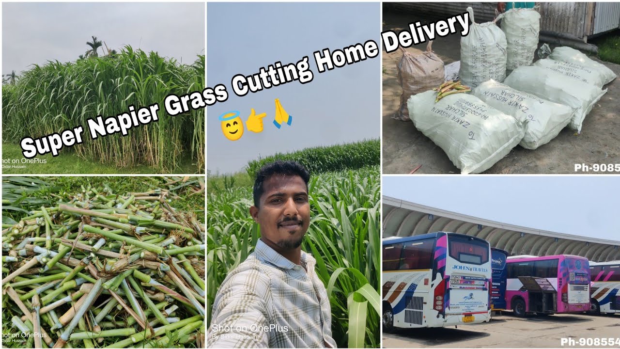Super Napier Grass Cutting Home Delivery 😇👉🙏