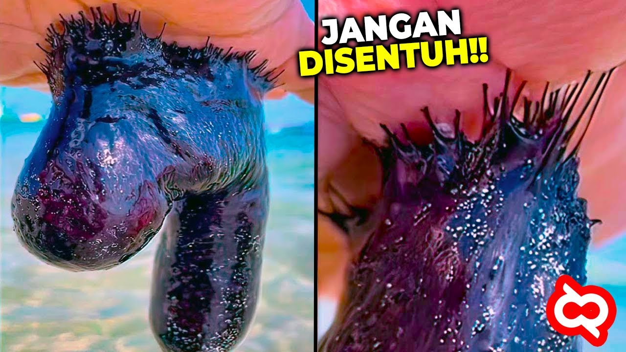 Sering Disepelekan Padahal Sangat Mematikan! Hewan Laut Berbahaya Yang Sering Ditemukan di Pantai