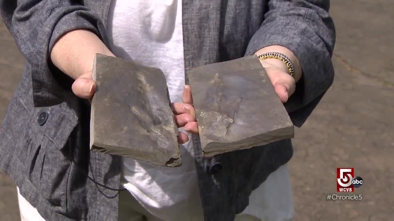 Discover dinosaur tracks in Holyoke
